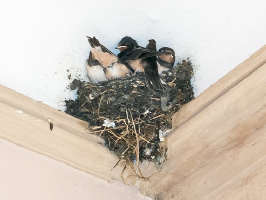 So sieht ein Schwalbenidyll aus 