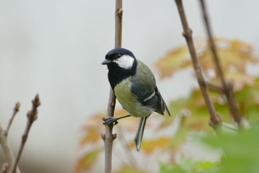 Kohlmeise     (Foto: K. Moritz)