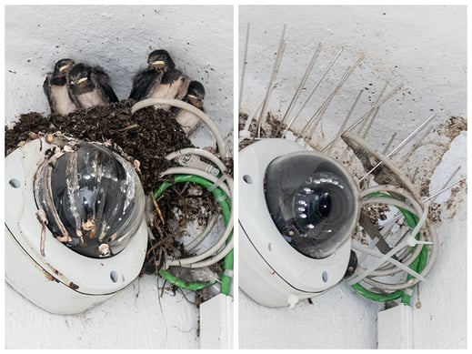 Links: 01.08.2019, Rechts: Mai 2020 (Foto: Juretzky)