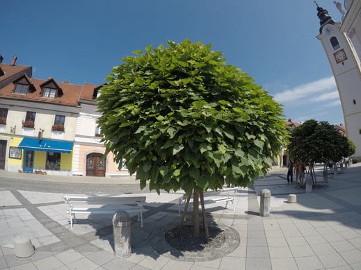 教会前のこの並木が印象的