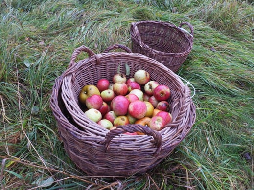 Äpfel in einem Bastkorb auf einer Wiese