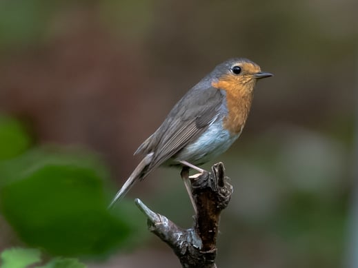 Foto: P. Krause, Rotkehlchen