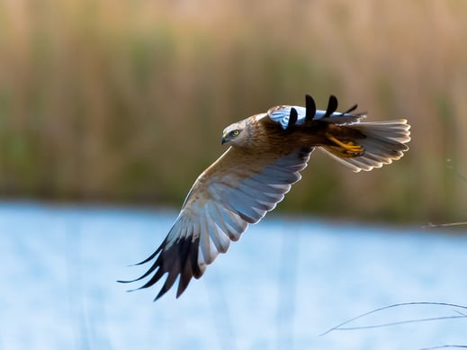 Foto: P. Krause, Rohrweihe