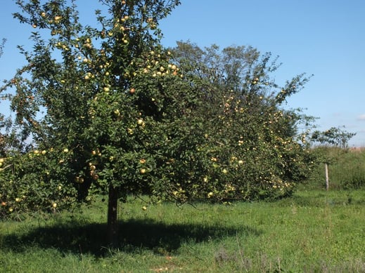 Streuobstwiese Zuchering