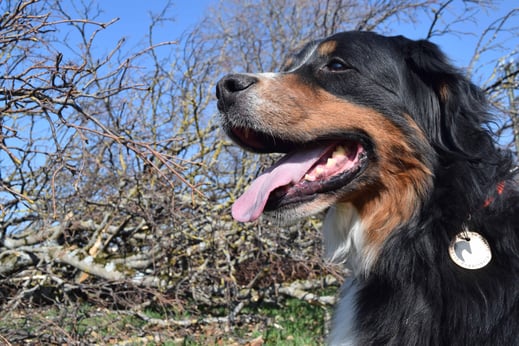 Der Therapiebegleithund