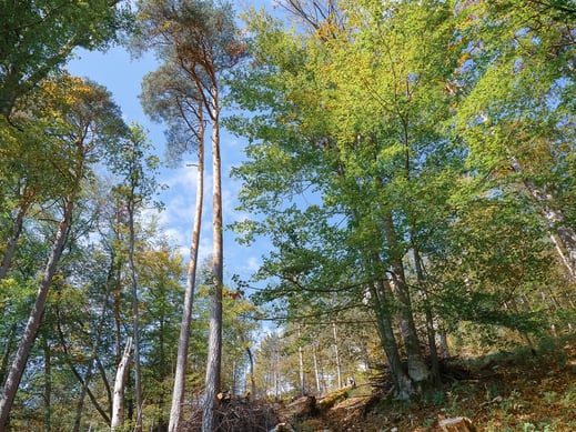 Hohhengst (Foto: Andreas Reich)