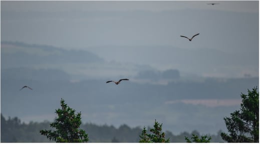 Ziehende Wespenbussarde beim Hagenturm (Bild: M. Roost)