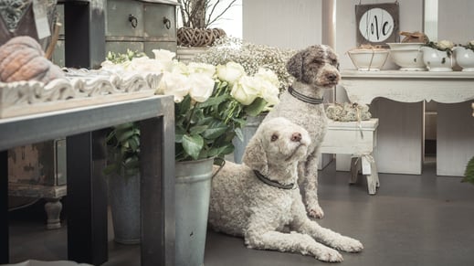 Cara und Fyla Hunde Blütentanz Küttigen