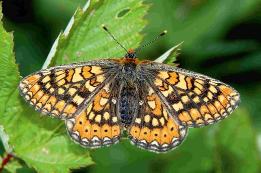 Skabiosen-Scheckenfalter Euphydryas aurinia Eurodryas Goldener Scheckenfalter Abbiss-Scheckenfalter Schmetterling Tagfalter Edelfalter Nymphalidae Obenhausen Ried LBV Neu-Ulm