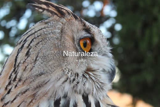 campamento, animales, rural, campo, monte, naturaleza, aire libre, overall camp