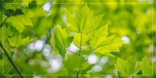 Scuderia GT: Baumpflanzaktion - chris-hardy-Y-dkSOHHm4s-unsplash