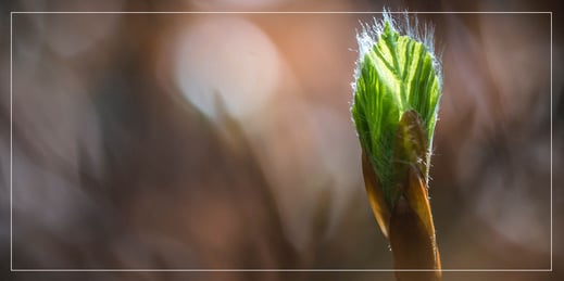 Scuderia GT: Baumpflangaktion - hansjorg-keller-yTPz-MhSO2c-unsplash