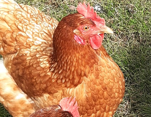 Unsere Henne in der Sonne – Teil des Stöckli-Teams mit Federn