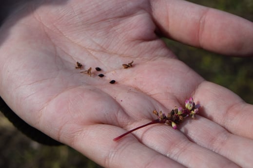 収穫の時間② 藍の種