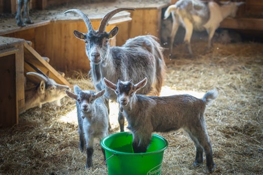 Ziegenmutter mit 2 Jungen