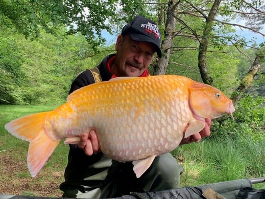 Koï de l'étang de Ruffaud