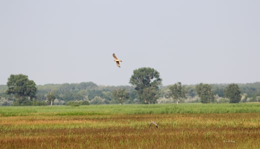 Wiesenweihen Paar über dem Brutplatz