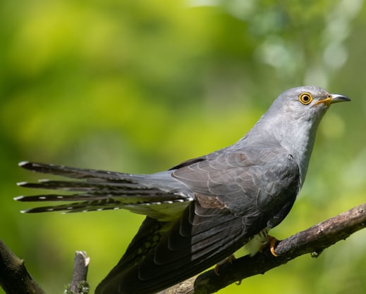 Kuckuck, Foto: Josef Baumgartner