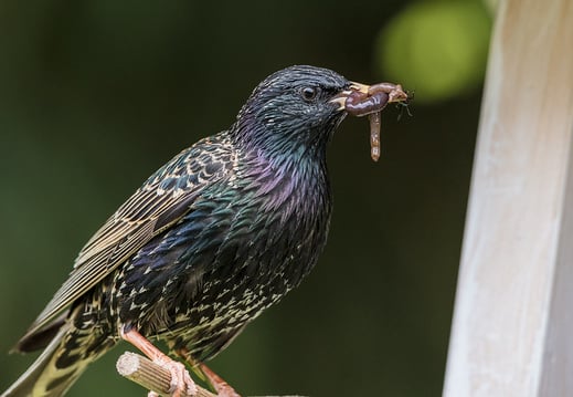 LBV Bayern, Flickr, Bild von Christian Haasz