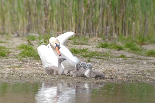 Foto: Christian Platzer