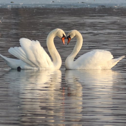 Zwei Schwäne im Wasser halten ihre Köpfe zusammen.