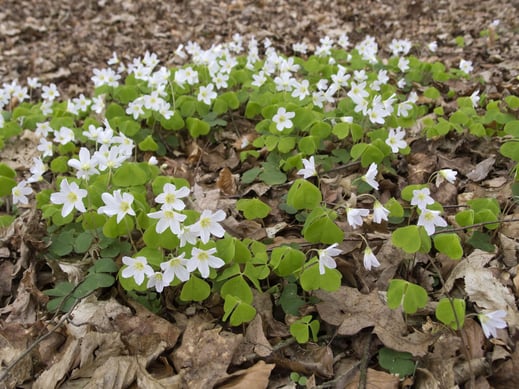 Waldsauerklee (Foto: Oliver Wittig LBV-Bildarchiv)