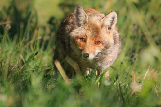 Renard roux, dans un champs au pied du mont Lozère 
