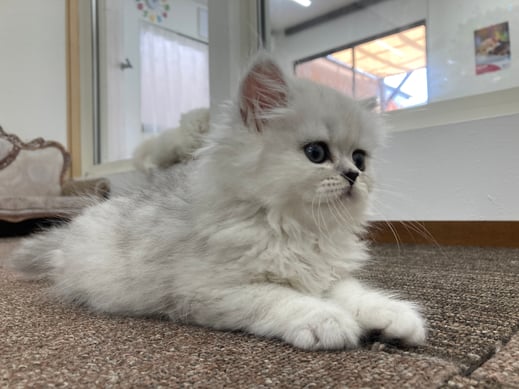 ミヌエット　仔猫　販売　京都　長毛