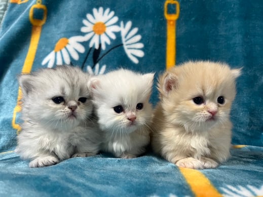 ミヌエット　仔猫　販売　京都　長毛　短足