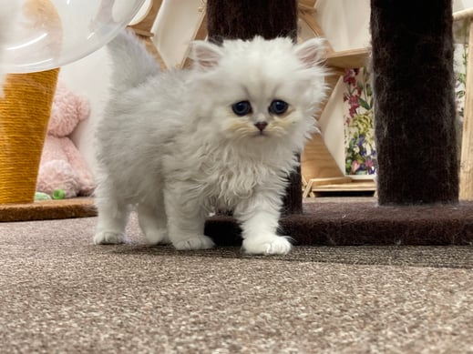 ミヌエット　仔猫　販売　京都　長毛