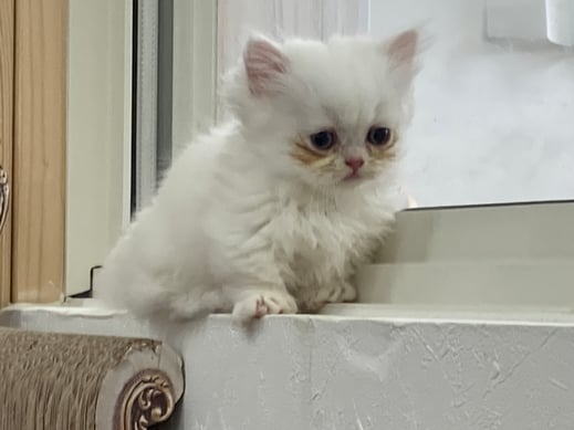 ミヌエット　仔猫　販売　京都　長毛