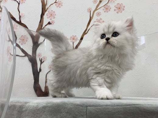 ミヌエット　仔猫　販売　京都　長毛