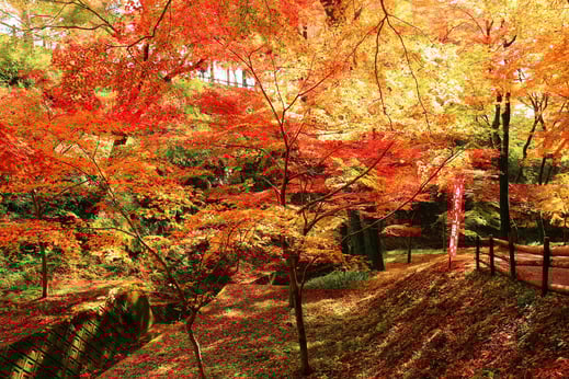 三重県紅葉_水沢もみじ谷1