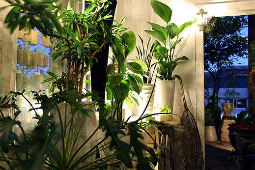 愛知県豊橋市_ブラット_写真6_観葉植物