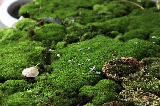 愛知県豊橋市_ブラット_写真2_苔