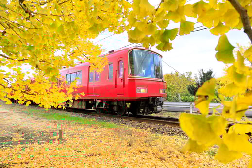 稲沢市祖父江町_紅葉スポット（イチョウ）02