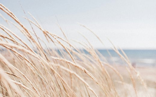 Das Bild zeigt Dünengras an der Ostsee.