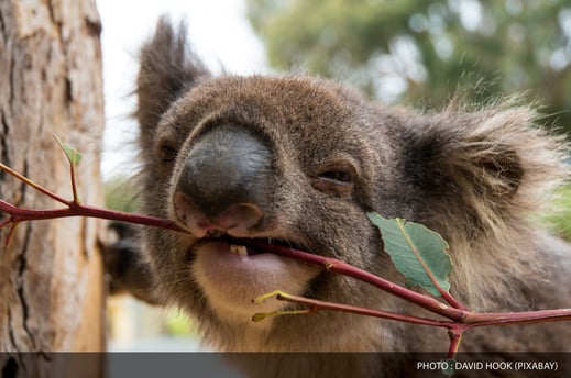 Koala