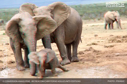 Conversion en anaglyphe 3D : Éléphants