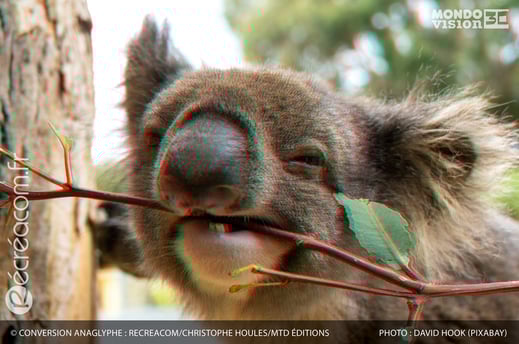 Conversion en anaglyphe 3D : Koala