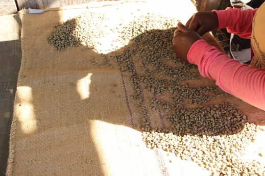 Jamaica Blue Mountain Rohkaffee selektion