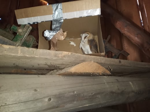 In einem improvisierten Eulenkasten wurde die Schleiereule ausgewildert. Foto: Horst Wittner