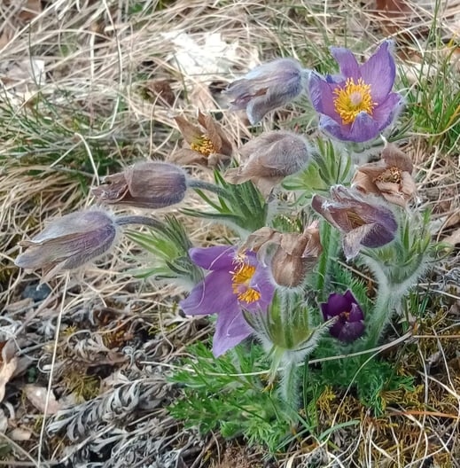 Gewöhnliche Küchenschelle (Pulsatilla vulgaris), eine alte Heilpflanze und wichtiges Mittel in der Homöopathie 