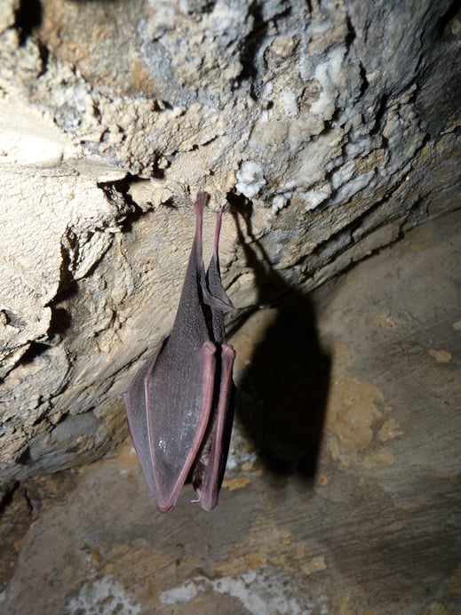 Große Hufeisennase im Winterschlaf © Rudi Leitl