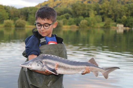 esturgeon nudiventris
