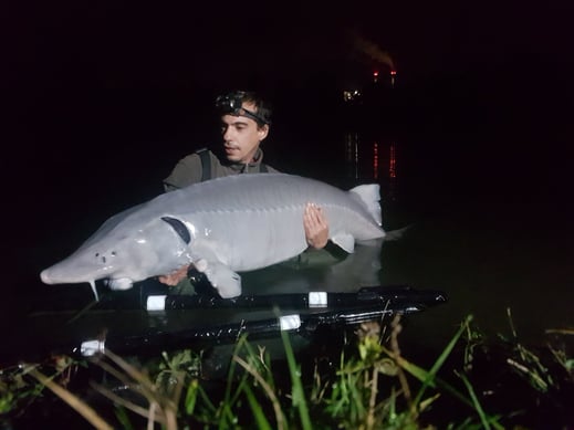 esturgeon baeri pearl