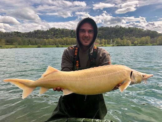 esturgeon sterlet albinos