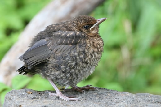 Foto: Junge Amsel, Hans-Joachim Fünfstück