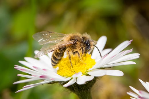 Sandbiene auf Gänseblümchen, Foto: Marcus Bosch, LBV-Bildarchiv