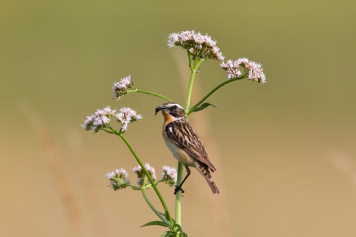 Braunkehlchen Männchen; Foto: Heinz Tuschel (LBV-Bildarchiv)